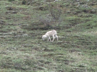 Dall Sheep